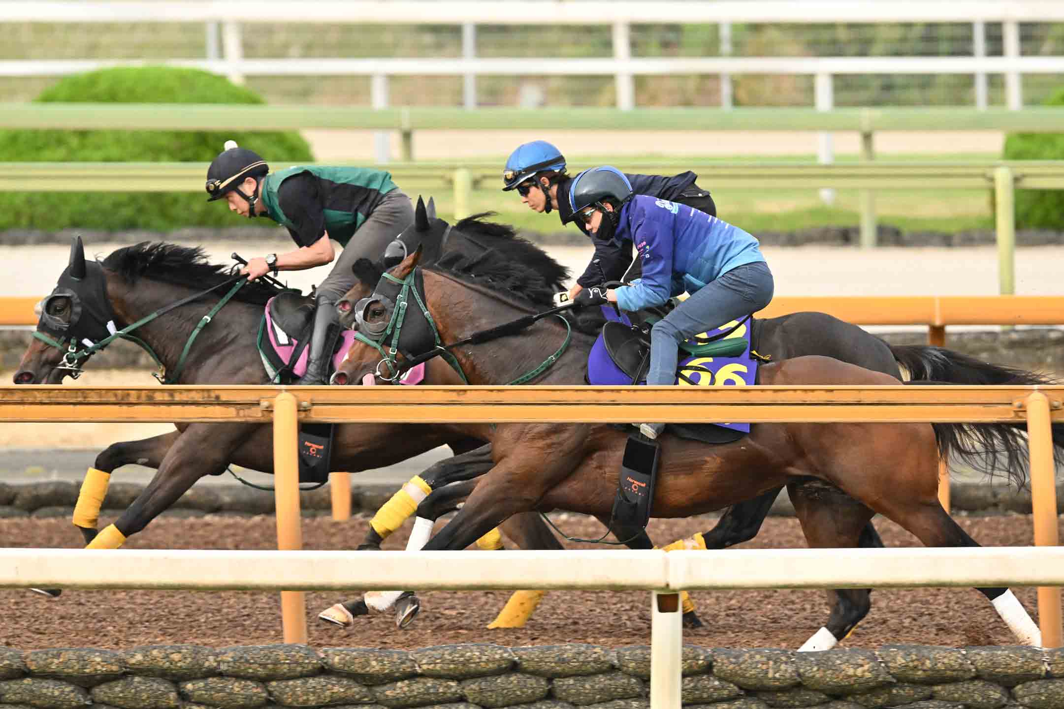 安田記念1週前追い切り】パンジャタワーは松山弘平を背に3頭併せで最